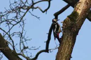 Frans 01 Bonte specht